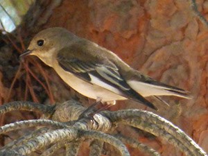Birdwatching day trips in Madrid September 2014